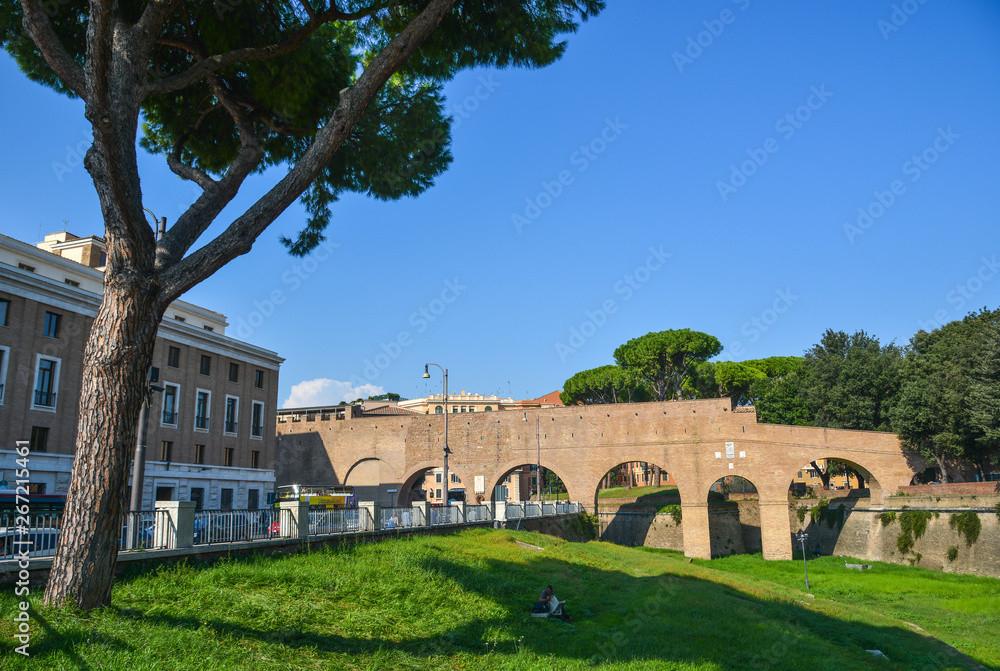Italian Stone Pines (Pinus Pinea) in Rome Italian Stone Pines (Pinus Pinea) in Rome