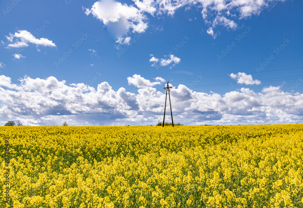 Yellow field of rape, cole.