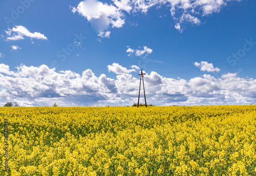 Obraz na płótnie Yellow field of rape, cole. w salonie