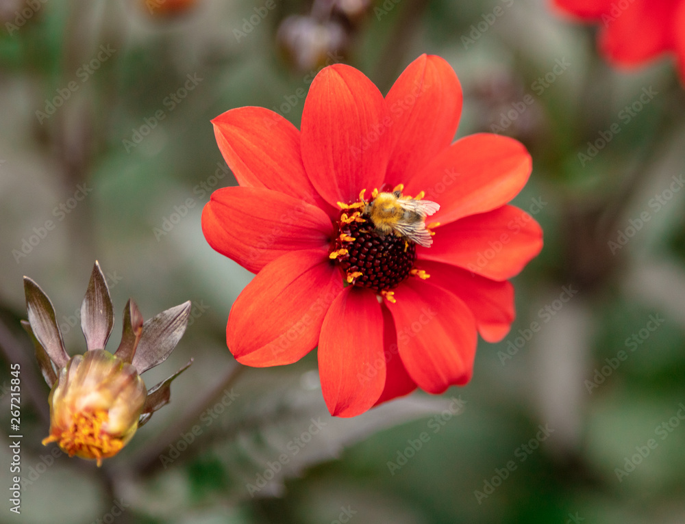 bee on a flower bee on a flower