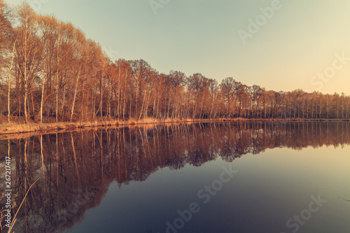 Birch forest by the water in autumn.