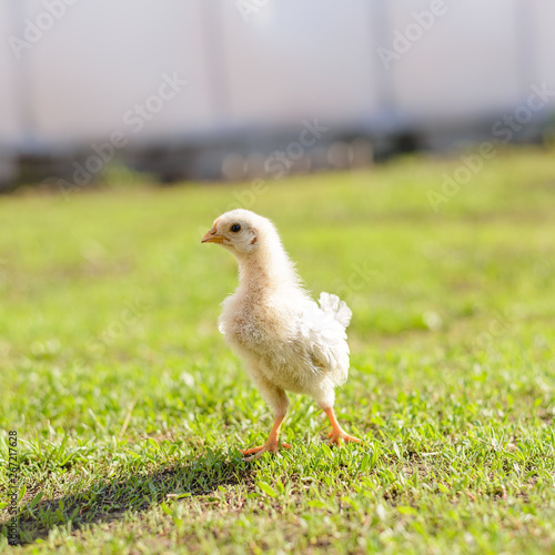 Yellow little pretty chicken on fresh green grass in garden. Soft focus