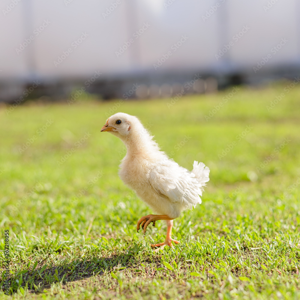 Yellow little pretty chicken on fresh green grass in garden. Soft focus