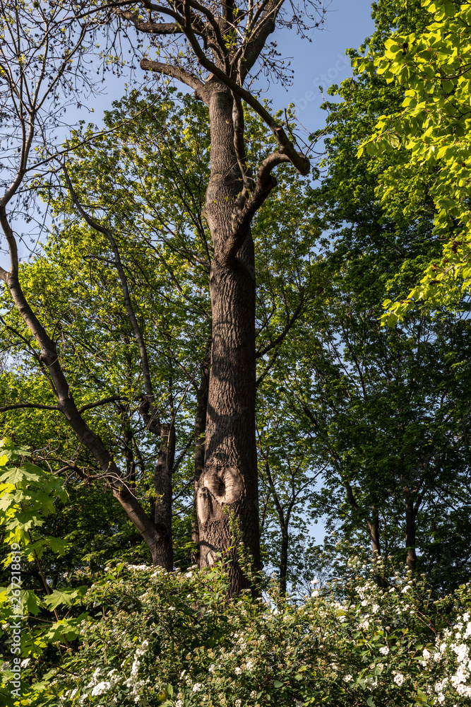 Fototapeta premium Spaziergang im Frühling im Stadtpark in Fürth/Bayern