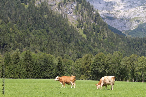 Kühe vor Landschaft