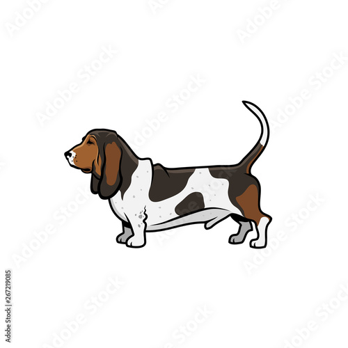 Basset hound dog - isolated 