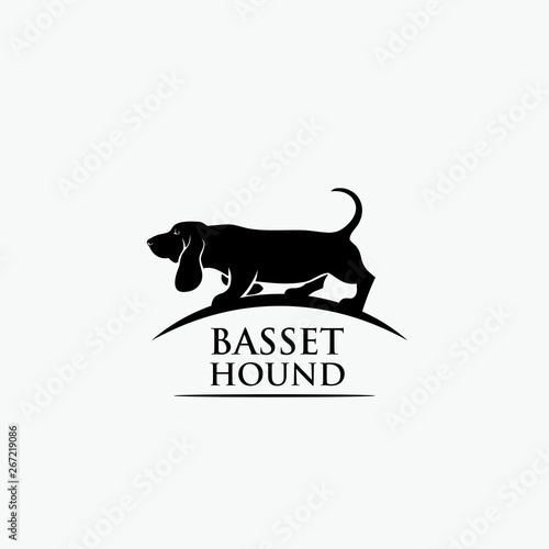 Basset hound dog 