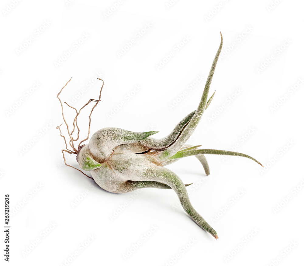 Tillandsia caput-medusae isolated on white background