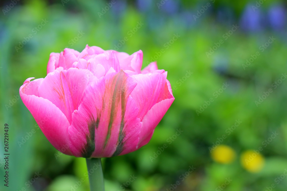 pink tulip in the garden