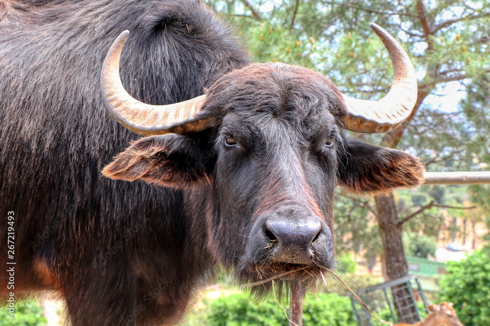 Portrait of an Italian Mediterranean buffalo Portrait of an Italian Mediterranean buffalo