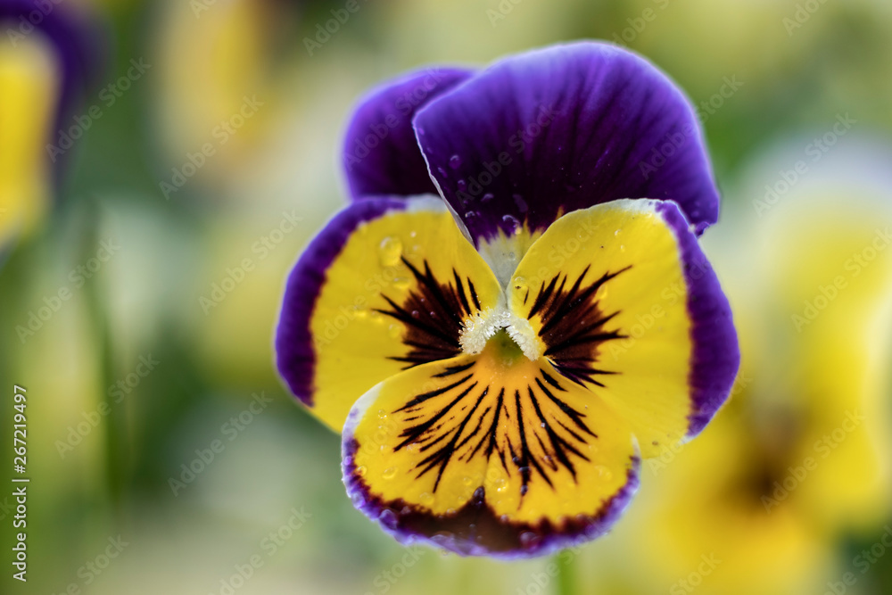 Flowers Flowers