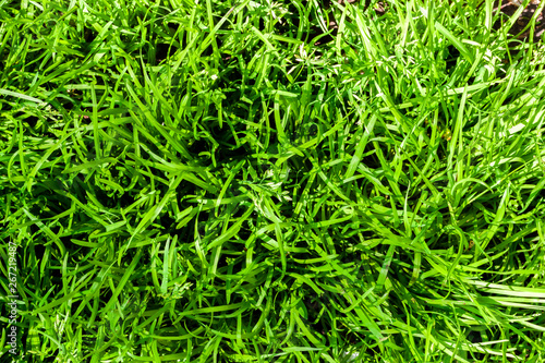 Green grass natural background