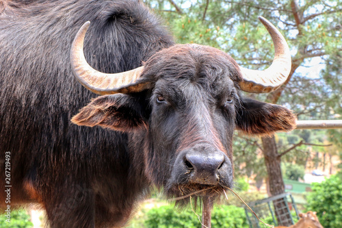 Portrait of an Italian Mediterranean buffalo