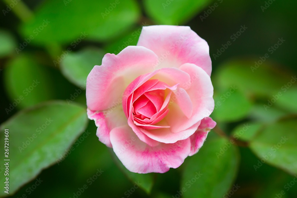 Beautiful pink roses in the garden. Beautiful pink roses in the garden.