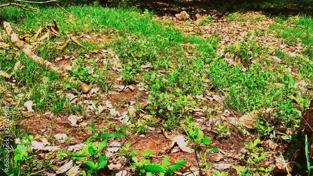 Nature landscape with leaves on the ground.Time lapse video.Ground with green grass in summer Nature landscape with leaves on the ground.Time lapse video.Ground with green grass in summer