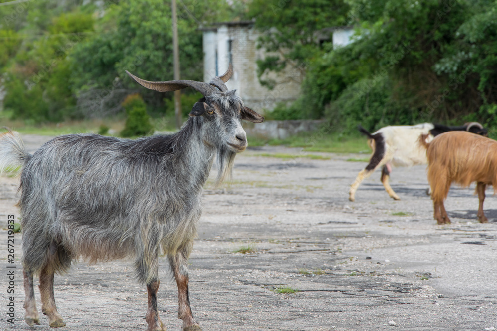 Fototapeta premium Herd of goats crosses the rural road in the mountains