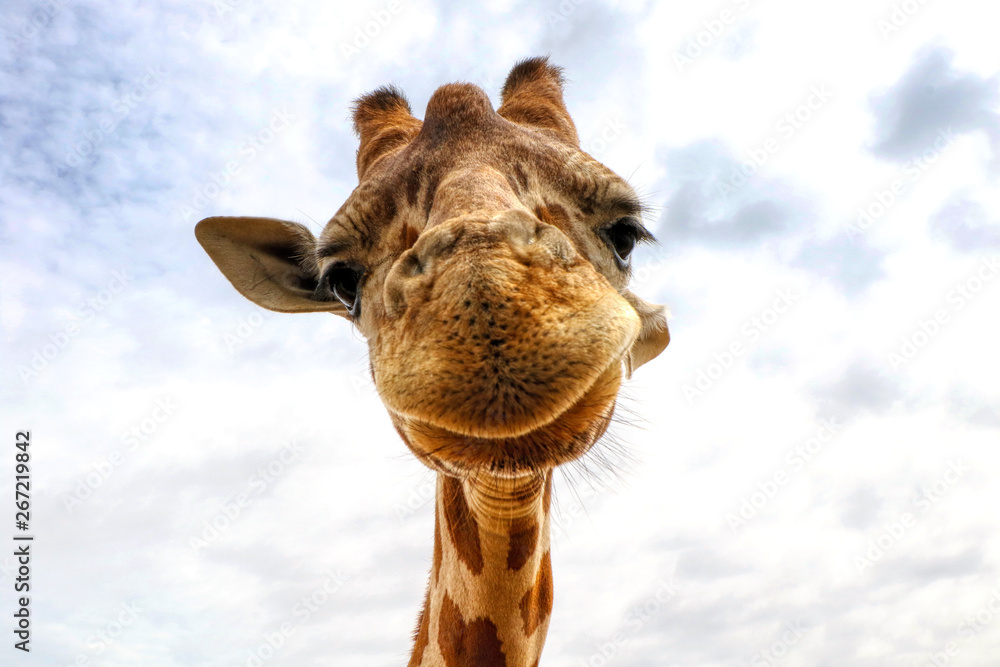 Funny face of a giraffe Stock Photo | Adobe Stock