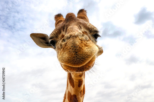 Funny face of a giraffe