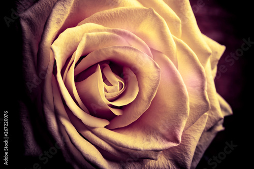 beautiful romantic flower rose close up in vintage color style 