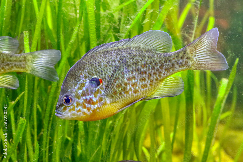 Fotografie A pumpkinseed in an aquarium