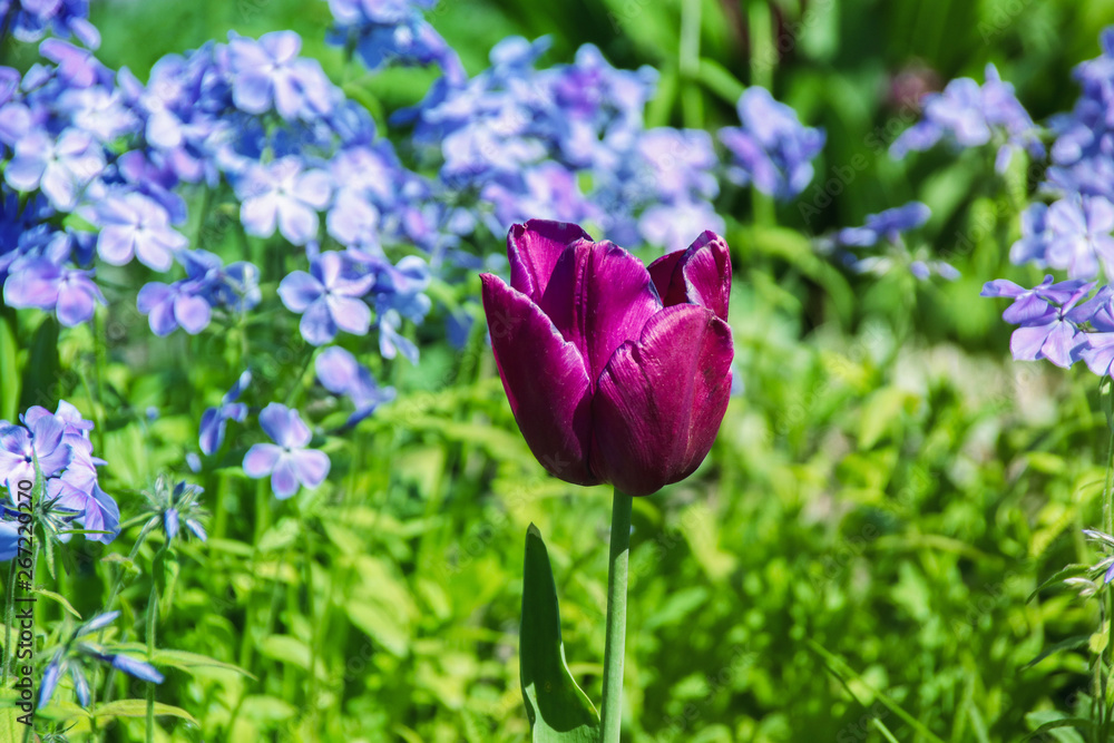 Beautiful lilac tulip with blue Hydrangea in the background. Beautiful lilac tulip with blue Hydrangea in the background.