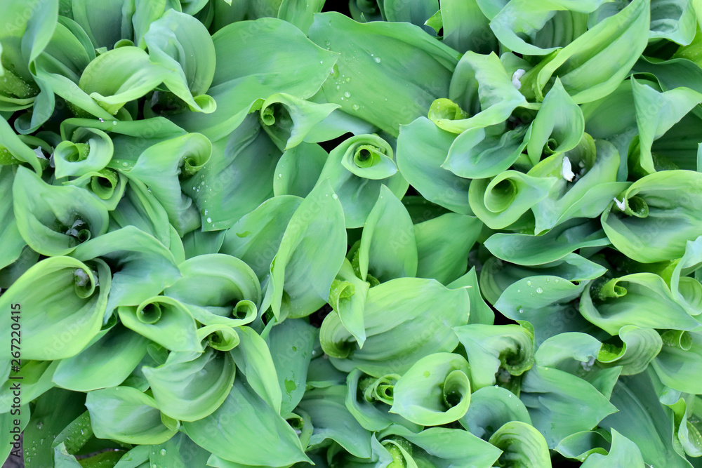 green leaves of plant