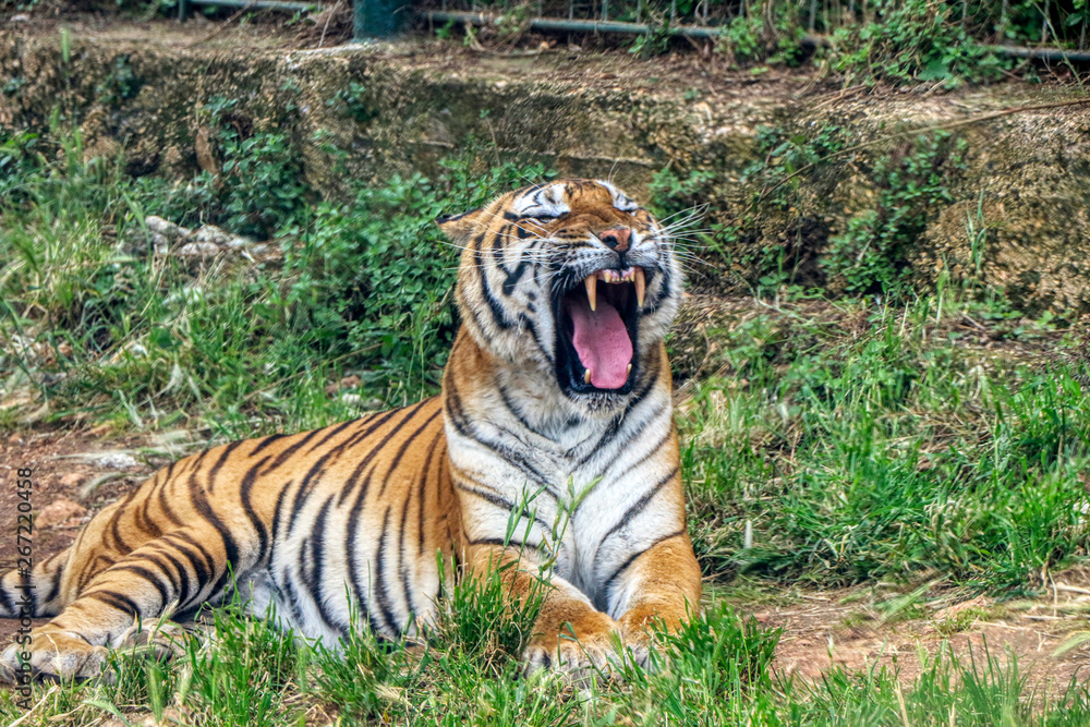 Fototapeta premium Tiger roars in a zoo