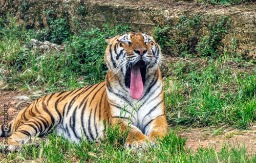Tiger yawns with his tongue out of his mouth in a zoo
