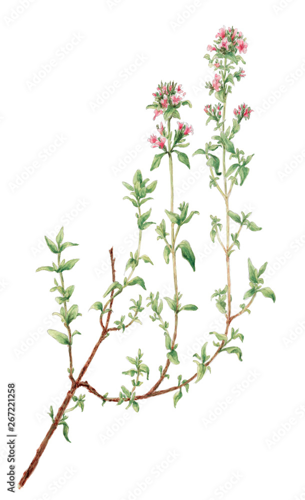 Thyme (Thymus vulgaris) botanical drawing over white background