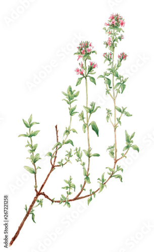 Thyme (Thymus vulgaris) botanical drawing over white background