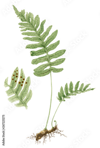 Common polypody (Polypodium vulgare) botanical drawing over white background photo