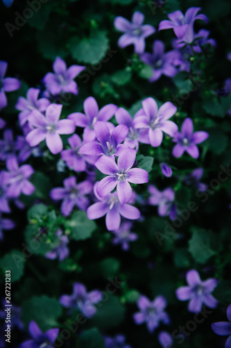 Flowering verbena in the spring garden. © EUDPic