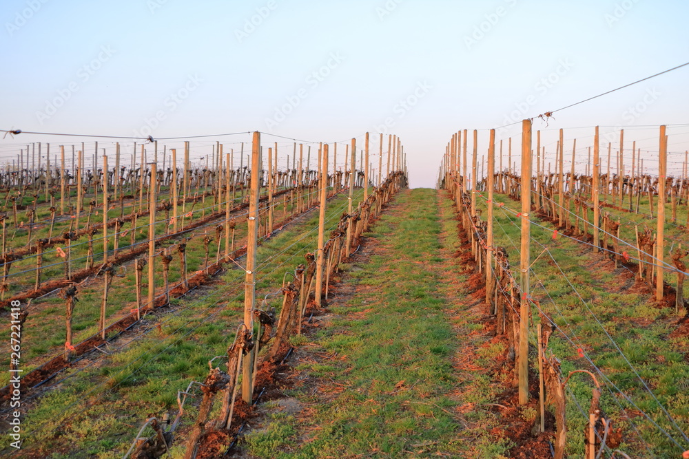 Vineyard in Spring in Werder/Havel, Brandenburg, Germany
