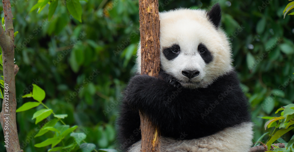 Giant-panda-cub-sitting-in-tree-yoreh-schipper