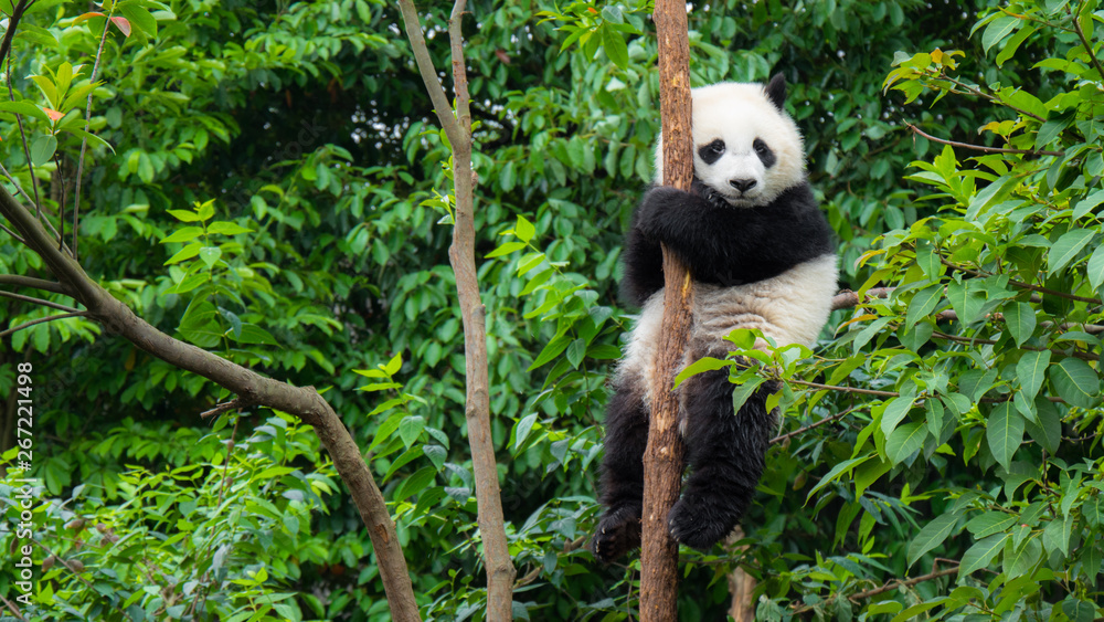 giant-panda-baby-cup-sitting-in-tree-yoreh-schipper
