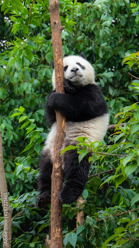 Giant Panda baby cub sitting in tree in China looking up