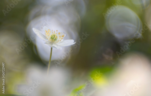 Wild or wood anemone - Anemone Nemorosa