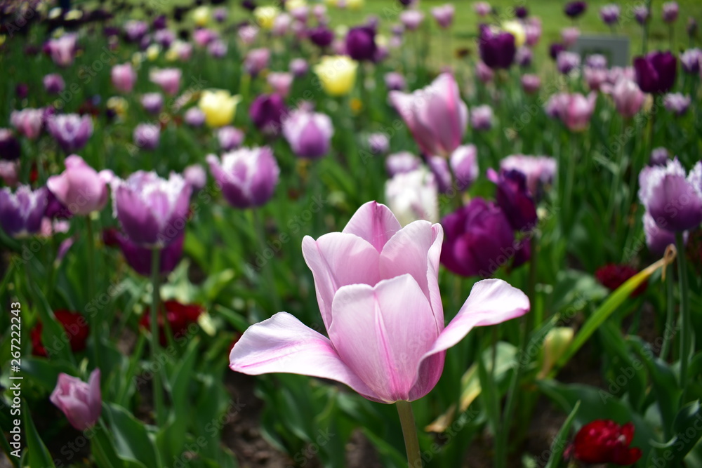 Obraz premium Purple tulip