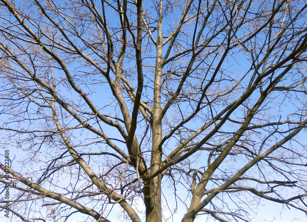 Naked winter tree branches and blue sky Naked winter tree branches and blue sky