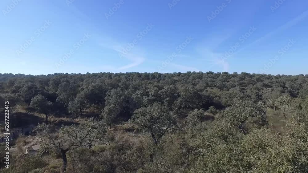 Paisaje de encinas con cielo azul Paisaje de encinas con cielo azul