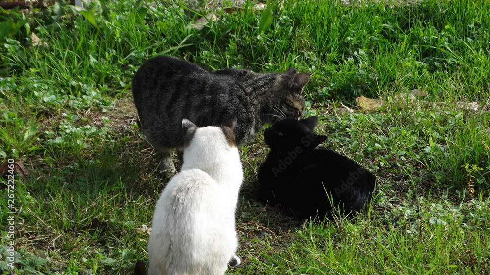 Fototapeta premium chat