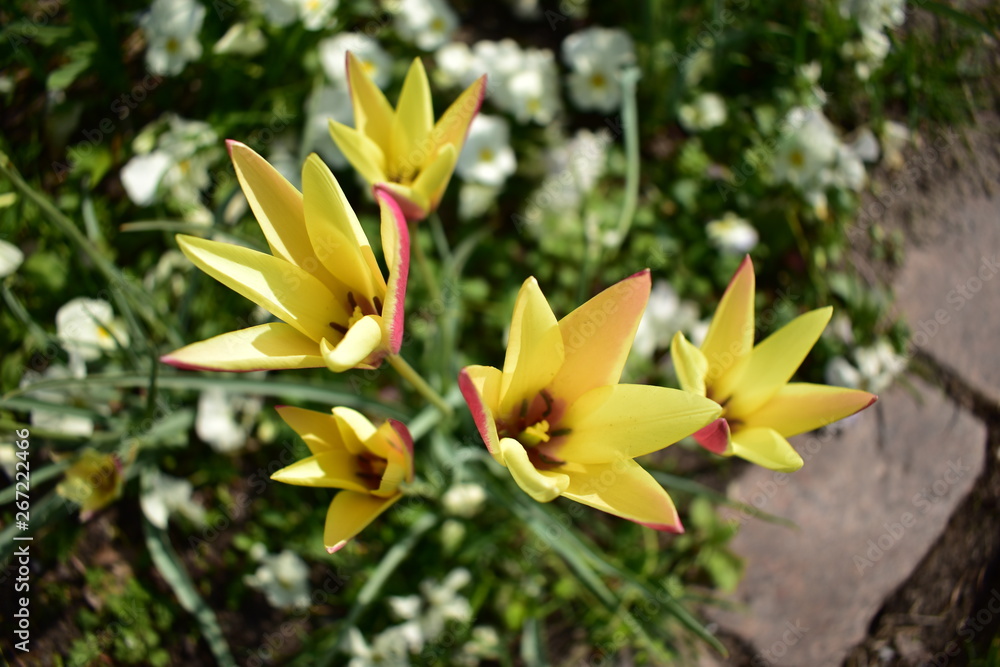 Obraz premium Yellow tulips