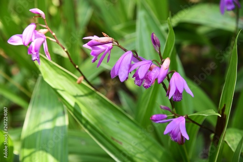 Hyacinth orchid colors the flower bed in early summer.