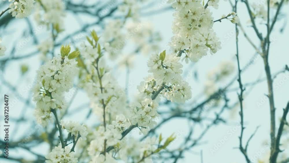 closeup of white flowers on a tree in spring closeup of white flowers on a tree in spring