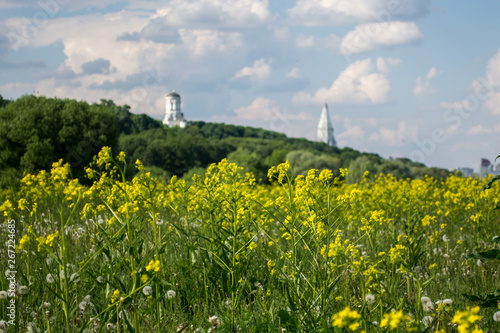 Yellow meadow flowers in summer against white churches on a hill