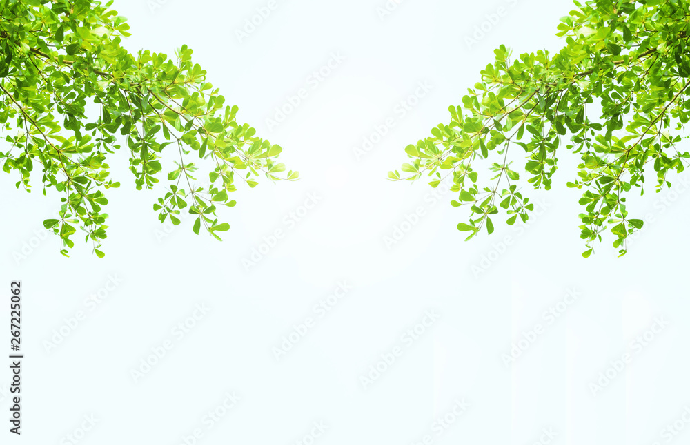 Fototapeta premium Earth Day concept: green leaves and branches on white background for abstract texture environment nature
