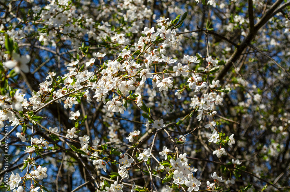 cherry twigs with white flowers cherry twigs with white flowers
