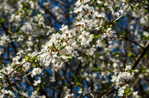 cherry twigs with white flowers © evgenfagot
