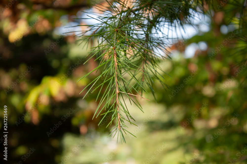 The evergreen coniferous branch on the background of the forest in summer sunny day. Blurred background and green needles closeup. The evergreen coniferous branch on the background of the forest in summer sunny day. Blurred background and green needles closeup.