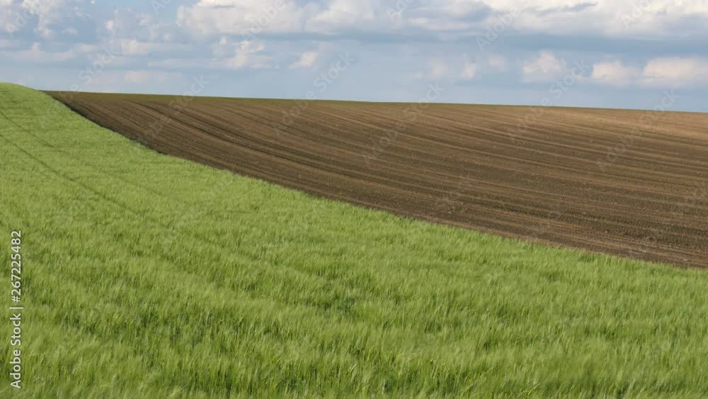 Green wheat field with corn field in background, agriculture in spring Green wheat field with corn field in background, agriculture in spring